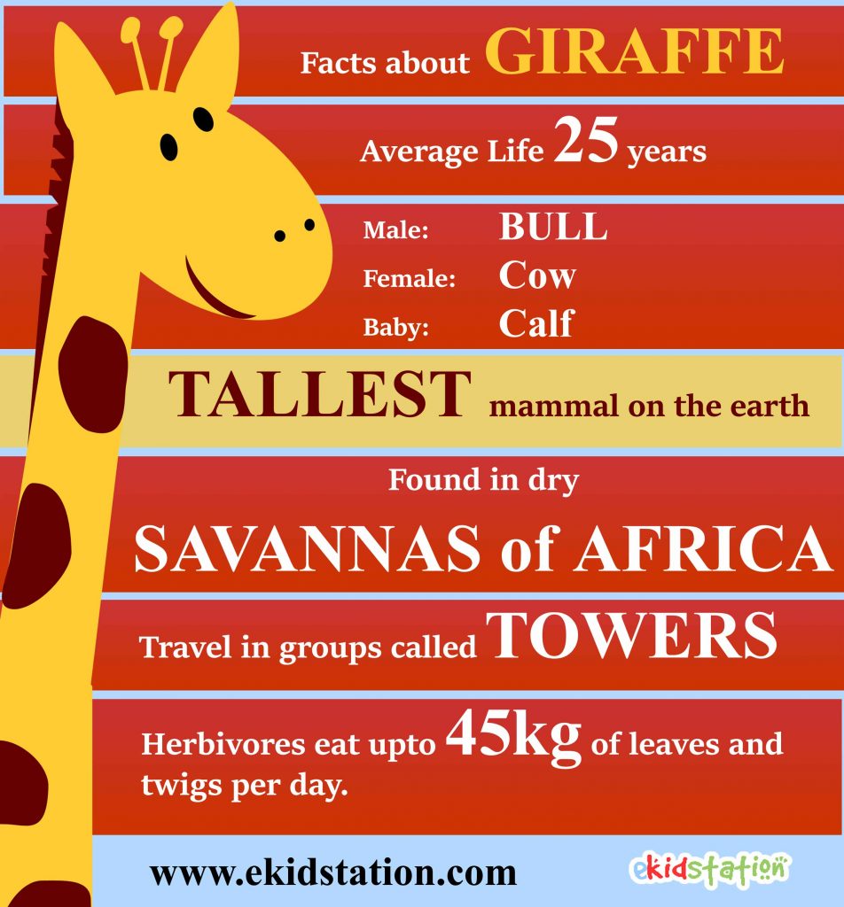 Amazing facts about Giraffe